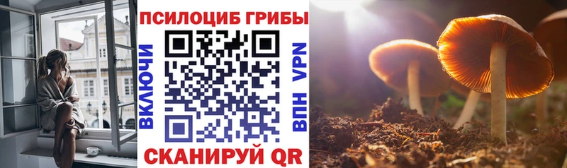 закладки  Людиново  Псилоцибиновые грибы Psilocybe 